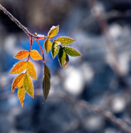 Colorful leaf of rose bush with ice crystals