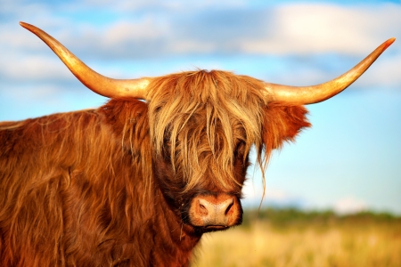 Close up of scottish highland cow in field Close up of scottish highland cow in field