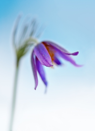 Close up of purple pasque flower with narrow DOFの写真素材