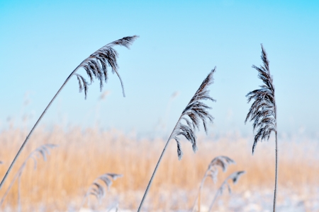 Reeds on blue crisp sky on cold bright winter dayの写真素材