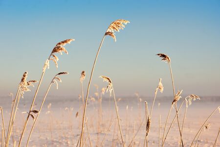 Reeds on blue crisp sky on cold bright winter dayの写真素材