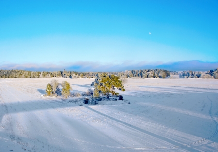 field with grove on bright winter sunshineの写真素材