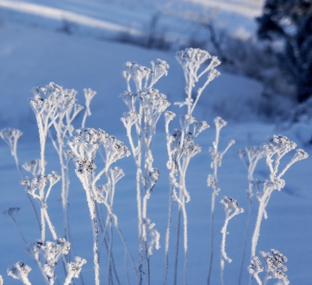 Plants with rime frost on sunny winter dayの写真素材