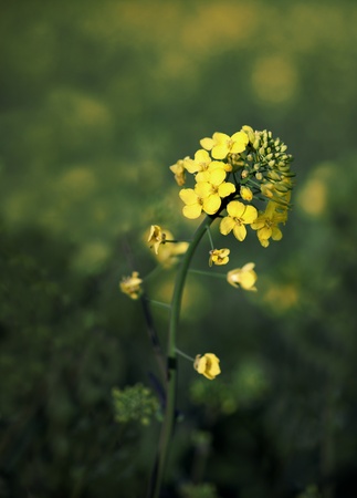 close up of oil rape seed plantの写真素材