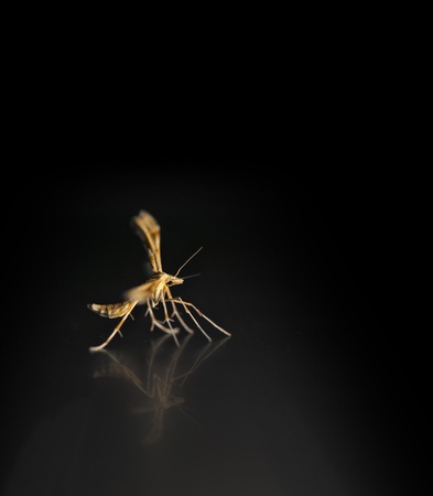 strange small bug dancing on dark background with reflectionの写真素材