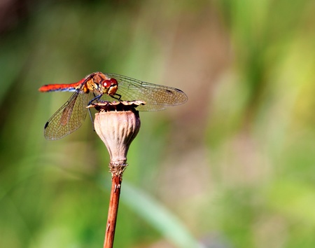 Dragon fly on dry pod of poppy flowerの写真素材