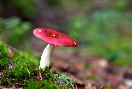 Close up of russula emetica, commonly known as the sickener, emetic russula, or vomiting russulaの写真素材