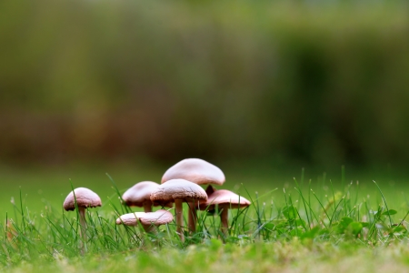 Close up of group of mushrooms in grassの写真素材