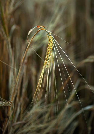 close up of golden wheat on fieldの写真素材