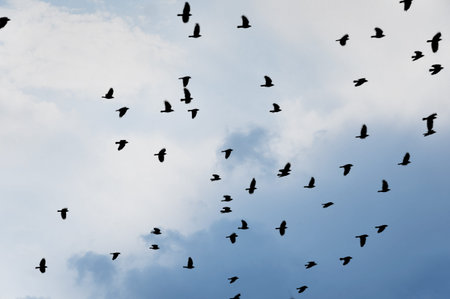 flock of jackdaws on blue sky