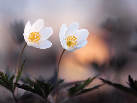 Close up of two wood anemone flowers at sunsetの写真素材