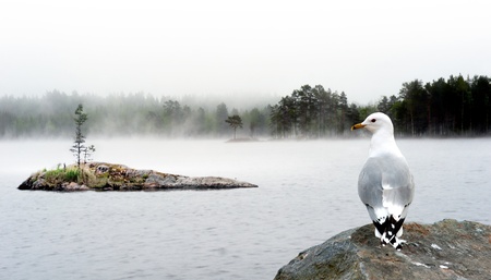 Scandinavian lake  in heavy fog with small island and seagullの写真素材