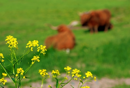 Close up of yellow flowers with resting cows in backgroundの写真素材