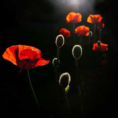 poppy flowers lit by the sun from behind, just before sunsetの写真素材