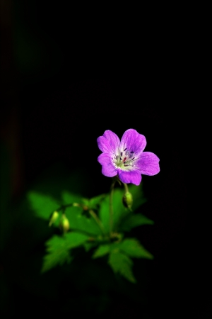 Close up of wood cranesbill or woodland geraniumの写真素材
