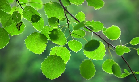 Close up of green aspen leaves in evening lightの写真素材