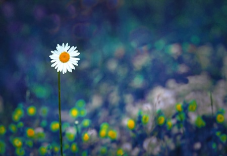 White and yellow daisy on blurred abstract purple backgroundの写真素材