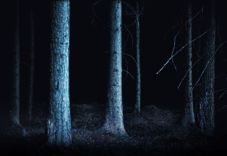 Spooky forest in scary blue cold lightの写真素材