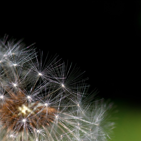 close up of seeds of dandelion on dark background with copy spaceの写真素材
