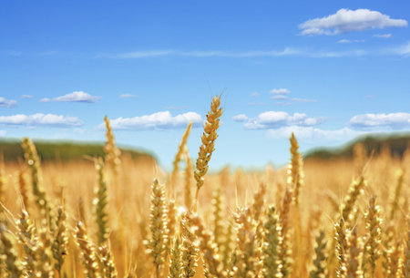 close up of ear of golden wheat in field