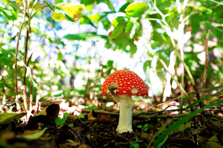 Cloe up of toxic toadstool mushroom in forestの写真素材