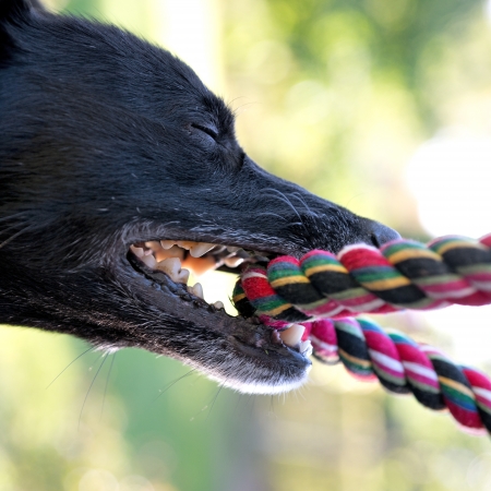 Close up of teeth of black dog biting a rope, having a tug-of-war with his masterの写真素材