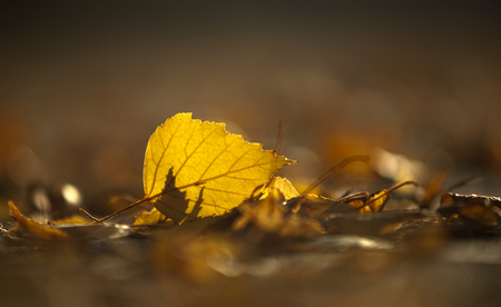 close up of yellow birch leaf in early autumnの写真素材