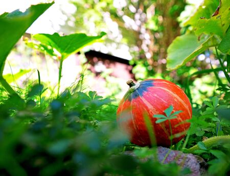 pumpkin in vegetable patch, ready to be harvestedの写真素材