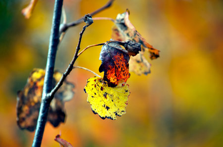 Close up of aspen leaves in autumn colorsの写真素材