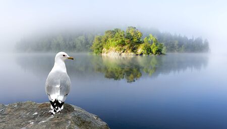 Brightly lit small island in sunny foggy morning, with seagull on a cliff  in foregroundの写真素材