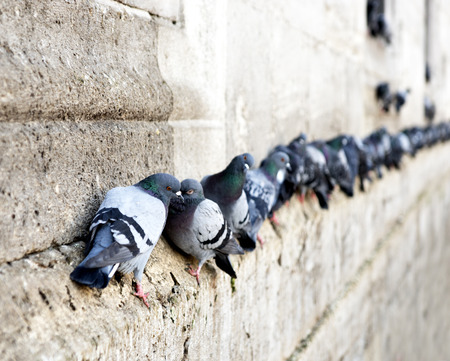 pigeons in a row on ancient stone wallの写真素材
