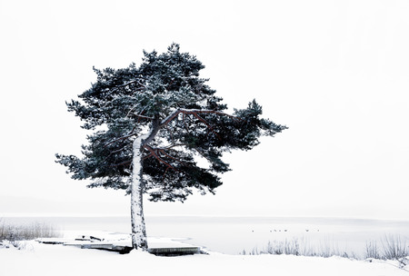 Lone pine tree by lake in snowy winter landscapeの写真素材