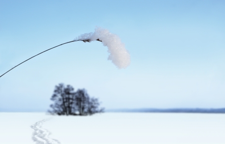 Frozen grass with snow and ice crystals with small island with trees on frozen lake in backgroundの写真素材