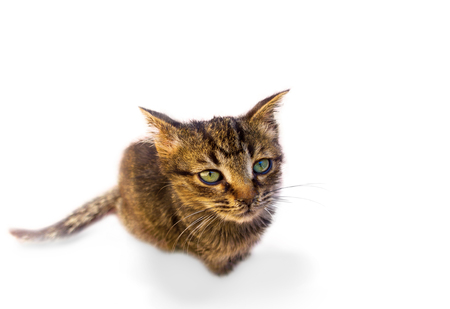 high angle view of small cat or kitten isolated on whiteの写真素材