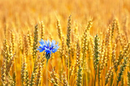 Blue cornflower with golden ripe wheat in fieldの写真素材