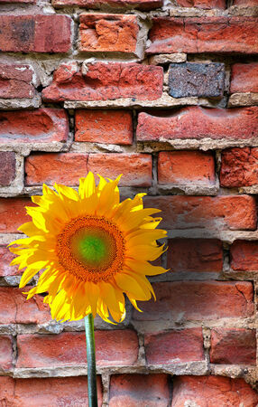 Sunflower on red brick wall in bright sunshineの写真素材