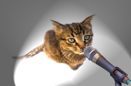 high angle view of small cat or kitten singing in microphoneの写真素材