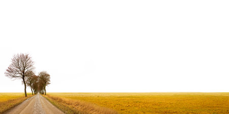 Avenue in rural landscape in early spring on gloomy dayの写真素材