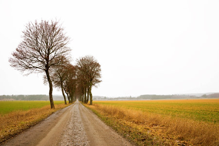 Avenue with bare trees in rural landscape in early spring on gloomy dayの写真素材