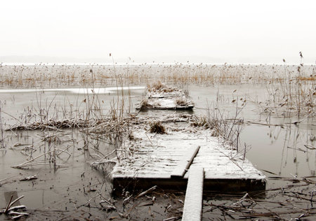 Broken wooden jetty in frozen lake with reedsの写真素材