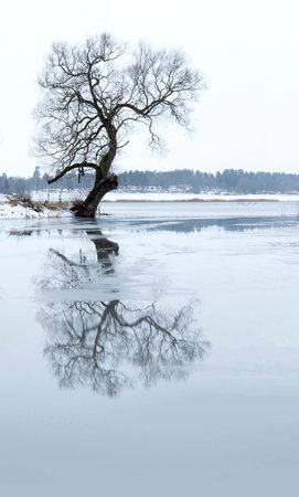 Bare tree reflected in river with melting iceの写真素材