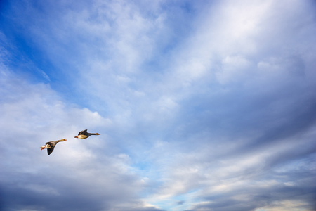 two migrating geese flying on blue skyの写真素材