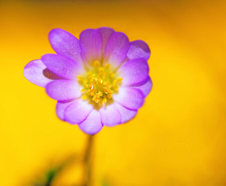 Close up of small purple flower on intense yellow backgroundの写真素材