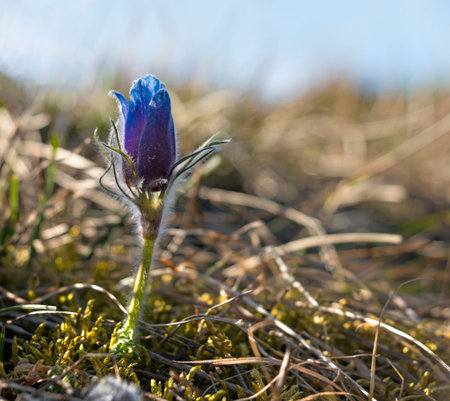 Close up of pasque flower in spring