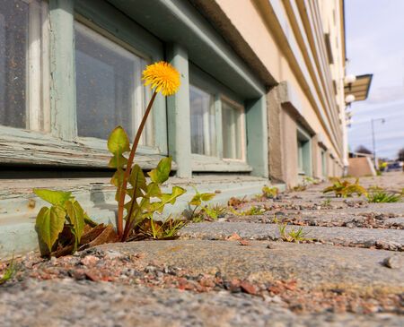 Dandelion growing on sidewalk on sunny dayの写真素材
