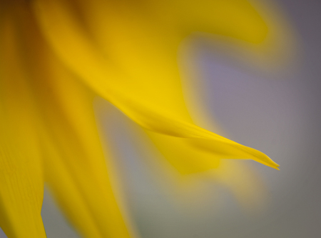 Close up of petal of sunflower on blue and purple backgrounfの写真素材