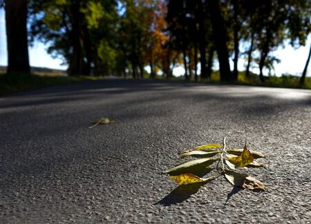 Leaf on rural asphalt road in autumnの写真素材