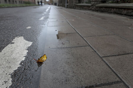 Leaf on rural asphalt road in autumnの写真素材