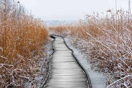 wooden boardwalk in swamp with frozen reedsの写真素材