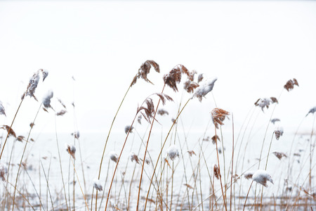 Reeds with snow on gray winter sky by lakeの写真素材